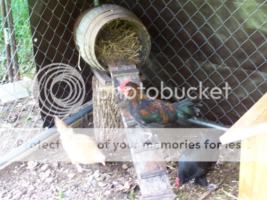 The chickens always come home to roost in their coops at night....NO